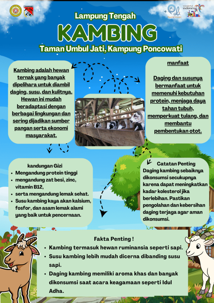 kambing